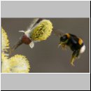 Bombus terrestris - Erdhummel 02.jpg